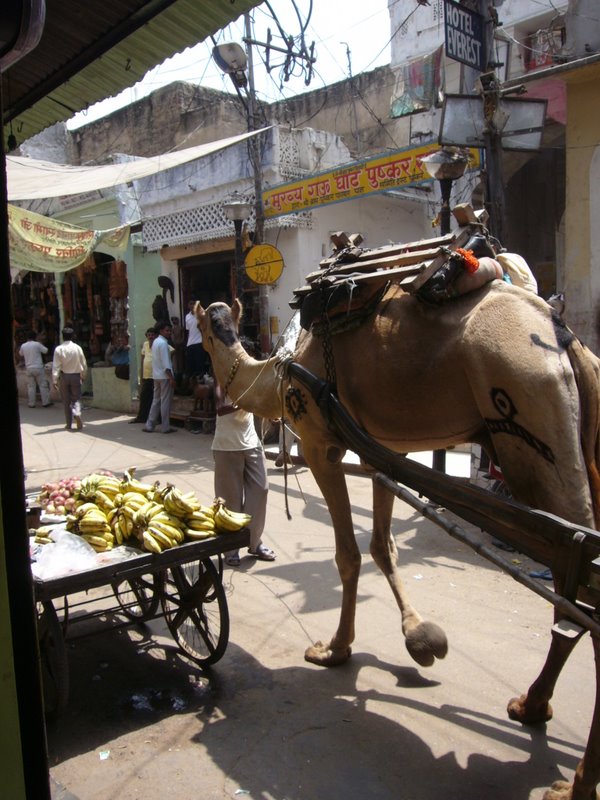 Tattooed camels.